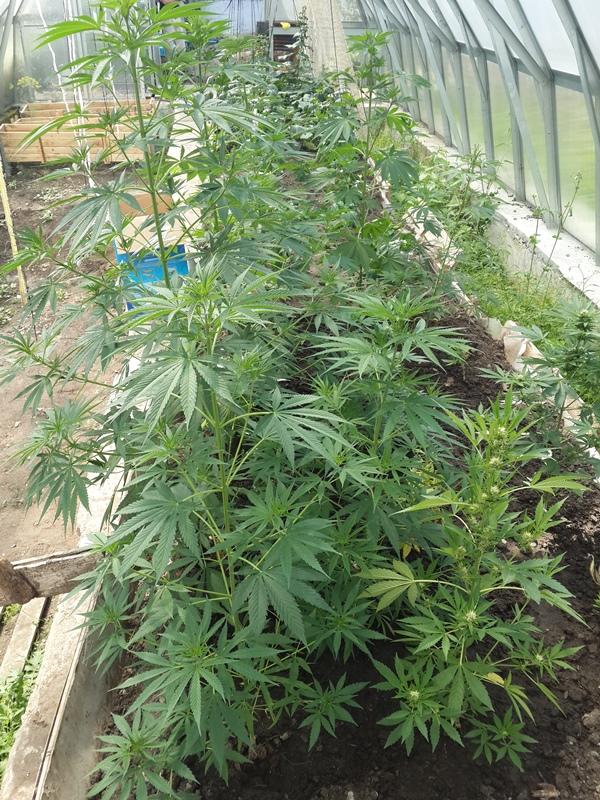 Фото Садовод из Южноуральска выращивал на своем участке марихуану