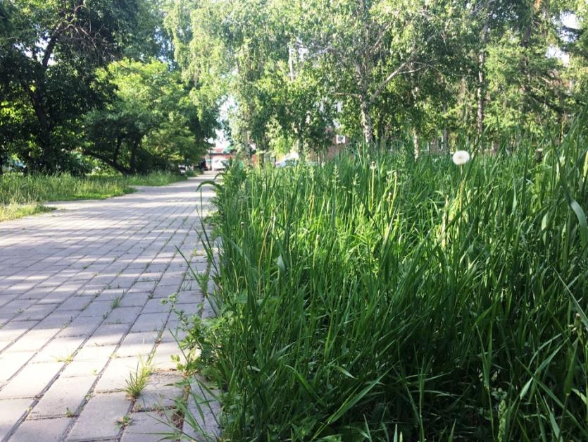 Фото В Челябинске плохо косят траву - главы районов получили замечания