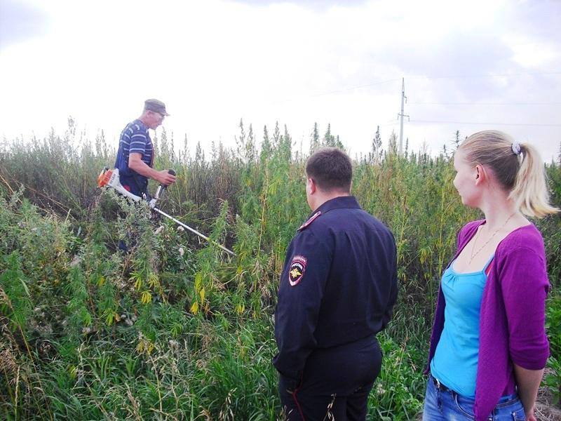 Фото На юге Челябинской области полицейские выкосили конопляное поле