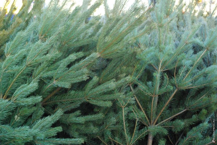 Фото Из Челябинска в Казахстан вывозят рождественские елки и сосны