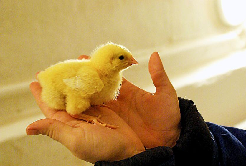 Фото Челябинская ветстанция:  шансы на выздоровление животных и птиц значительно возросли