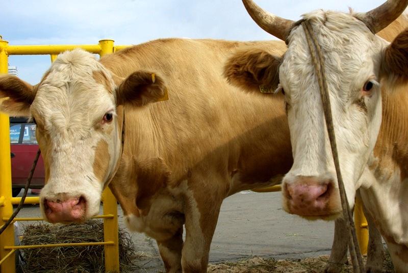 Фото Участкового из Верхнуральского района уволили за корову