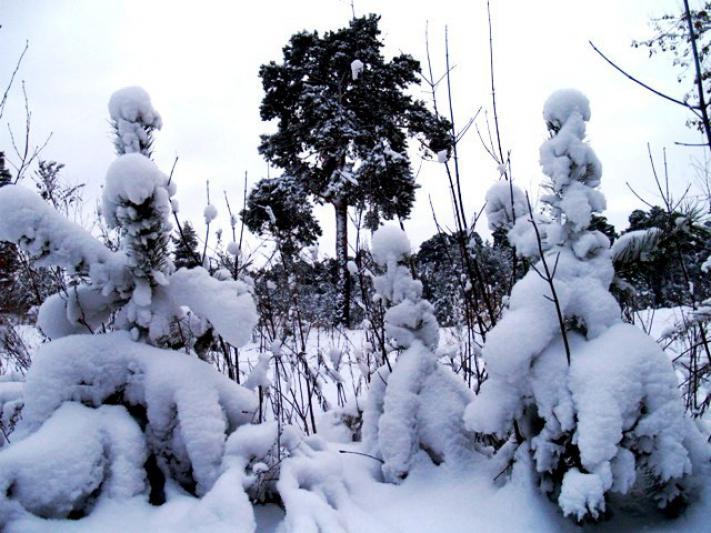 Фото В 4 городах Челябинской за двое суток выпало снега больше месячной нормы