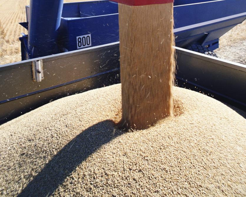 Фото Южноуральские предприятия закупили 118 тысяч тонн зерна на зерновых интервенциях