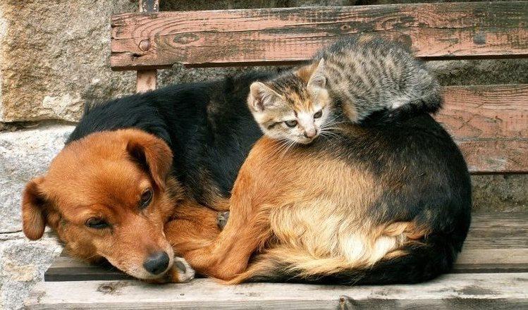 Фото Челябинцев приглашают к участию в акции помощи бездомным животным