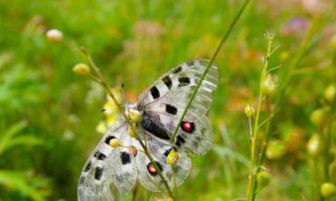 Фото В нацпарке «Зигальга» заметили полупрозрачную редкую бабочку