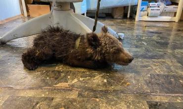 Фото В Челябинске спасают медвежонка, найденного на трассе
