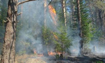 Фото В лесах на юге Челябинской области ожидается высокая пожарная опасность