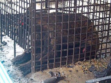 Фото Прокуратура Троицка проверяет условия содержание медведя, пострадавшего при  пожаре в бане