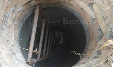 Фото В Магнитогорске собаки провалились в открытый колодец