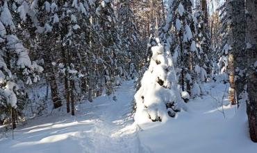 Фото Таганай и Зигальга приглашают на увлекательный квест по зимнему лесу