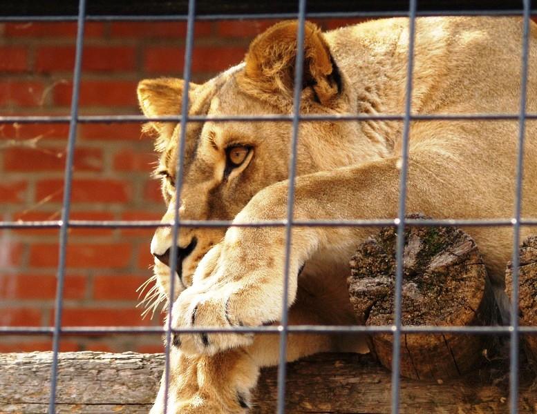 Фото Билеты онлайн и миллионы на реконструкцию: челябинский зоопарк продолжает развиваться