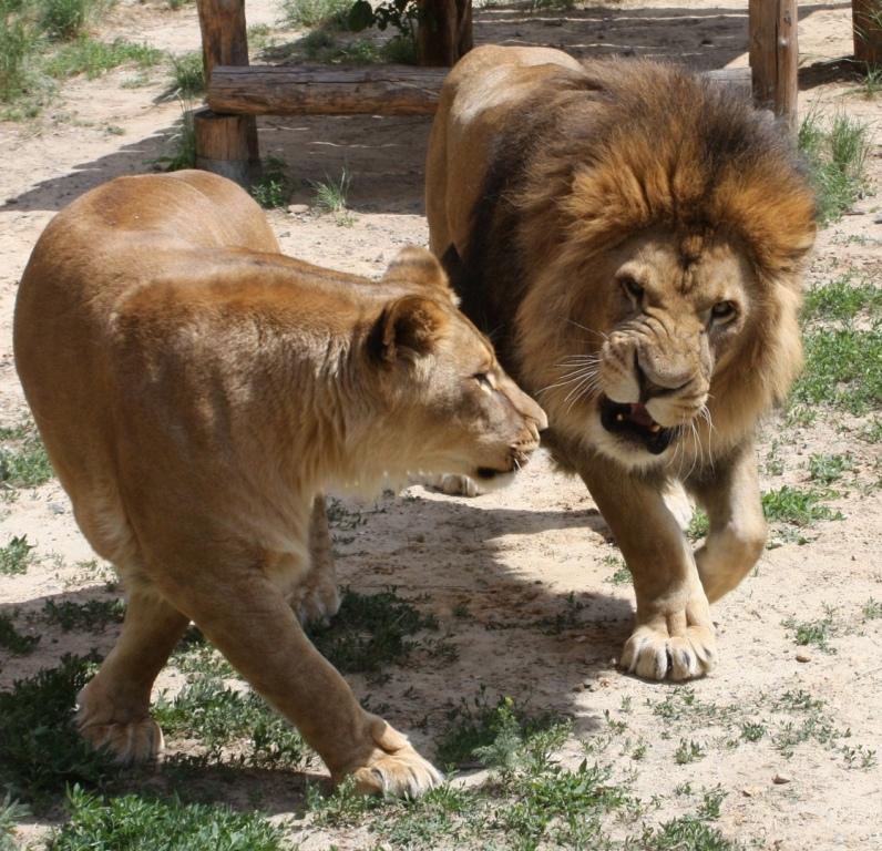 Фото Челябинский зоопарк оплакивает свою любимицу