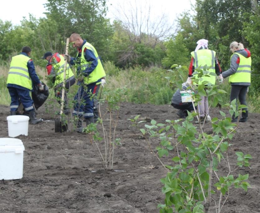 Фото Промрекультивация» посадила 300 растений в Коркинском районе