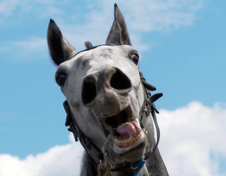 Фото В Магнитогорске лошадь повредила двух «железных коней»