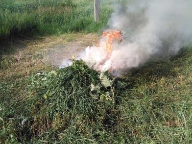 Фото Стражи порядка уничтожили два поля дикорастущей конопли под Копейском