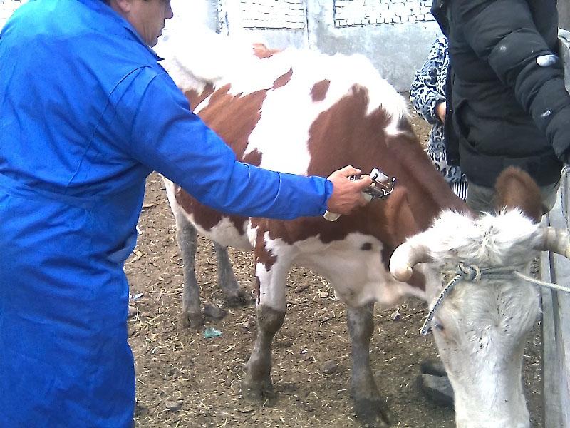 Фото В Челябинскую область пришла опасная болезнь крупного рогатого скота