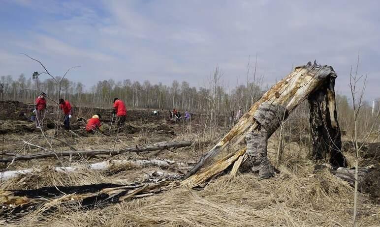 Фото Волонтеры посадили сосновый бор в рамках программы по улучшению экологической обстановки на Южном Урале