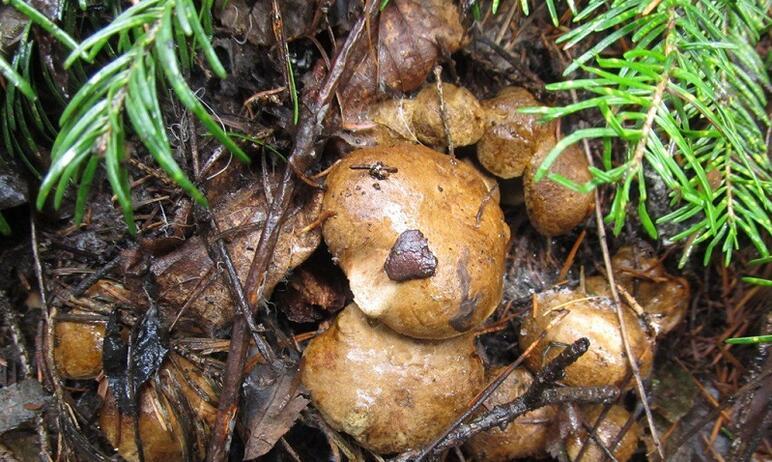 Фото Таганайские грибы бьют свои же рекорды и продолжают плодоносить