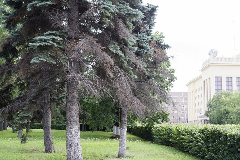 Фото Челябинские чиновники не видят проблем с голубыми елями