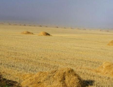 Фото Алексей Кобылин посоветовал аграриям Челябинской области уходить от пшеницы