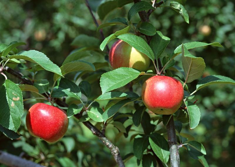 Фото На челябинской таможне задержали 11 фур с яблоками из Казахстана