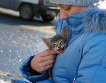 Фото День кошек в Челябинске
