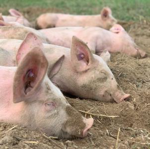 Фото В Нагайбакском районе Челябинской области домашних свиней поразила африканская чума