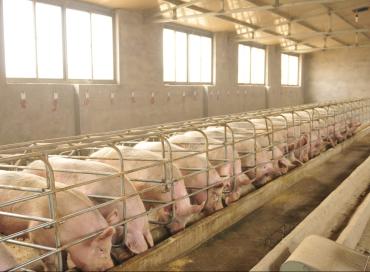 Фото На границе с Казахстаном запрещен вывоз почти 10 тонн свинины неизвестного происхождения 