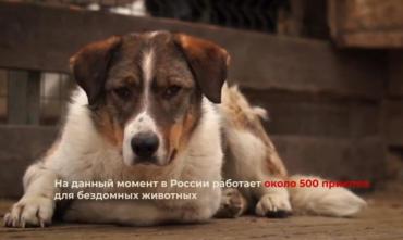 Фото Неравнодушные челябинцы сняли социальный ролик в поддержку бездомных собак