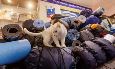 Фото В Челябинске праздник всех мурчащих жителей России отмечает кот-патриот 