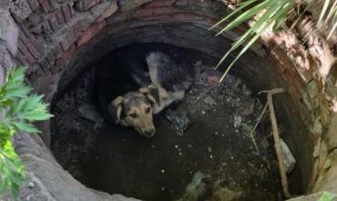 Фото В Советском районе Челябинска в заброшенный колодец упала бездомная собака