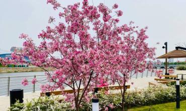Фото Виктор Ереклинцев порадовал челябинцев снимками цветущей набережной