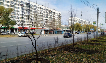Фото  В Челябинске озеленяют проспект Комарова