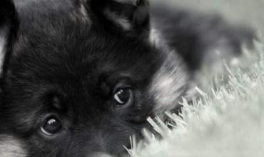 Фото В Челябинске от бешенства погибли двое домашних щенков