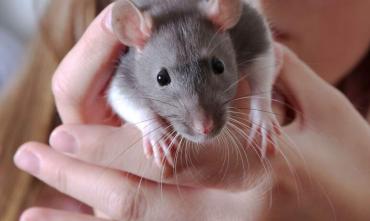 Фото В Челябинской области от бешенства умерла уже вторая в этом году домашняя крыса