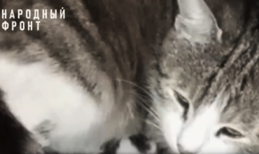 Фото Без кота и жизнь не та: любимая Мутя челябинских бойцов родила котят 
