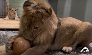 Фото Это было прекрасно: Челябинский зоопарк показал первое свидание царя зверей и его царицы