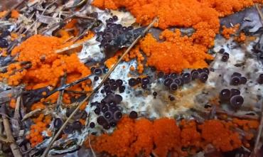 Фото На Таганае выросли аммиачные грибы и грибы-шишколюбы