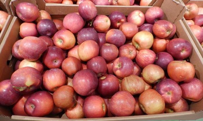Фото &quot;Григорьевские сады&quot; начали поставки яблок ретейлерам   - первыми в УрФО