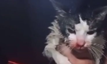 Фото Суд вынес приговор челябинскому блогеру, истязавшему кота в прямом эфире